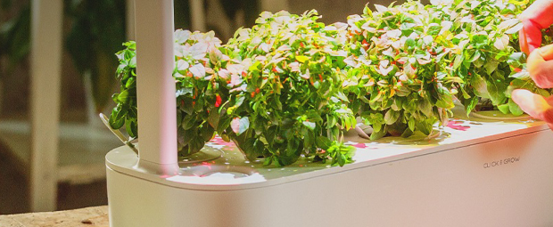 Bannière principale pour Click&Grow